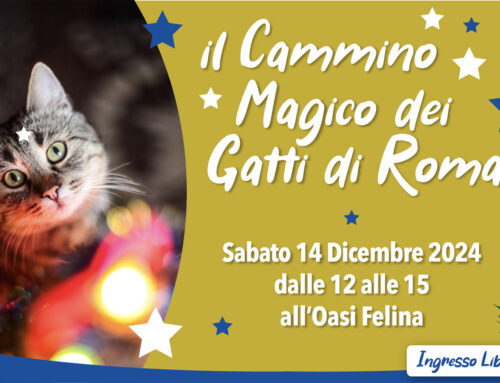 NATALE ALL’OASI FELINA DI PORTA PORTESE